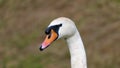 Portrait mute swan looking left