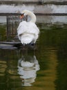 Portrait of a mute swan in a pond Royalty Free Stock Photo