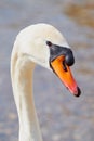 Portrait of a mute swan Royalty Free Stock Photo