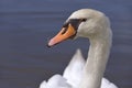 Portrait mute swan