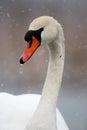 Portrait of mute swan Royalty Free Stock Photo