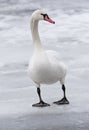 Portrait of a mute swan standing on ice winter scene Royalty Free Stock Photo