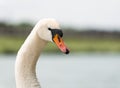 Portrait of a Mute Swan Royalty Free Stock Photo