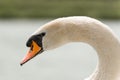 Portrait of a Mute Swan Royalty Free Stock Photo