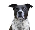 Portrait of mixed breed black and white dog looking up