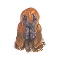 Portrait of the muzzle of an animal dog breed Bloodhound red color sadly looking at the viewer potrtet hunting dog Royalty Free Stock Photo