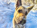 Portrait and muzzle of Dog German Shepherd and black nose with snow in winter day. Russian eastern European dog veo and