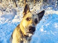 Portrait and muzzle of Dog German Shepherd and black nose with snow in winter day. Russian eastern European dog veo and