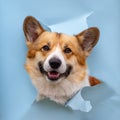 Muzzle happy cute red Corgi dog puppy looks out from behind a hole in a torn blue paper poster