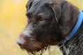 Portrait, muzzle of a hunting dog of the German breed Drathaar, close-up.