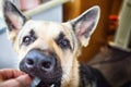 Portrait and muzzle of a large German Shepherd dog on the balcony. The Eastern European Shepherd dog sits high above the