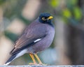 A Portrait of Myna sitting