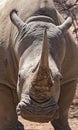 Portrait of a Namibian white rhinoceros