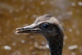 Portrait of a Nandu Rhea americana, view of neck and head on the natural brown background. Photography of nature and wildlife Royalty Free Stock Photo