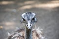 Portrait of a Nandu Rhea americana, view of neck and head. Photography of nature and wildlife Royalty Free Stock Photo