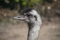 Portrait of a Nandu Rhea americana, view of neck and head. Photography of nature and wildlife Royalty Free Stock Photo