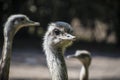 Portrait of a Nandu Rhea americana, view of neck and head. Photography of nature and wildlife Royalty Free Stock Photo