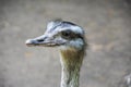 Portrait of a Nandu Rhea americana, view of neck and head. Photography of nature and wildlife Royalty Free Stock Photo