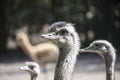 Portrait of a Nandu Rhea americana, view of neck and head. Photography of nature and wildlife Royalty Free Stock Photo