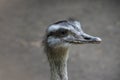 Portrait of a Nandu Rhea americana, view of neck and head. Photography of nature and wildlife Royalty Free Stock Photo