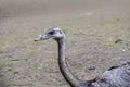 Portrait of a Nandu Rhea americana, view of neck and head. Photography of nature and wildlife Royalty Free Stock Photo