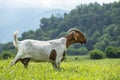 Portrait of a nanny goat walking through green grass. Royalty Free Stock Photo