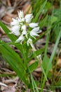 Portrait of a narrow-leaved helleborine - Cephalanthera longifolia Royalty Free Stock Photo