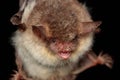 Portrait of Natterer\'s bat (Myotis nattereri) on black backround