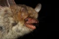 Portrait of Natterer\'s bat (Myotis nattereri) in a natural habitat