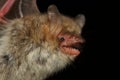 Portrait of Natterer\'s bat (Myotis nattereri) in a natural habitat