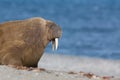 Portrait arctic walrus odobenus rosmarus, blue sea