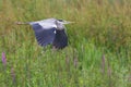 Portrait gray heron ardea cinerea in flight over green marshland Royalty Free Stock Photo