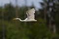 Portrait great white egret egretta alba in flight forest trees Royalty Free Stock Photo