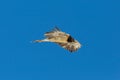 Portrait juvenile bearded vulture gypaetus barbatus flying, bl