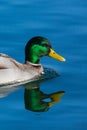 Portrait male mallard duck anas platyrhynchos reflected in blu Royalty Free Stock Photo