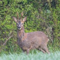 Portrait male roe deer buck capreolus capreolus standing in meadow Royalty Free Stock Photo