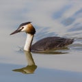 Portrait mirrored great crested grebe podiceps cristatus