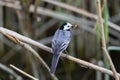 Portrait of white wagtail Motacilla alba alba