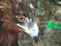 Portrait of nature. Animals. Eagle