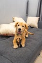 Portrait of naughty golden retriever puppy laying on sofa