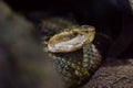 Portrait of nauyaca snake (Bothrops asper) Royalty Free Stock Photo