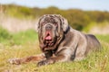 Portrait of a Neapolitan Mastiff outdoors