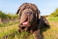 Portrait of a Neapolitan Mastiff outdoors