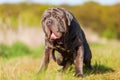 Portrait of a Neapolitan Mastiff outdoors