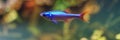 portrait of a neon tetra fish with blurred background Royalty Free Stock Photo