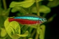 Portrait of neon tetra fish (Paracheirodon axelrodi) in aquarium