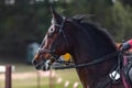 Nervous dark sorrel horse waiting start of eventing competition