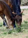 Portrait of a New Forest Pony with her foal in England Royalty Free Stock Photo