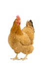 Portrait of a New Hampshire Red hen chicken standing full body isolated on a white background Royalty Free Stock Photo