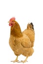 Portrait of a New Hampshire Red hen chicken standing full body isolated on a white background Royalty Free Stock Photo